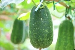 今日吃瓜每日必吃,每日必吃，揭秘娱乐圈新鲜事